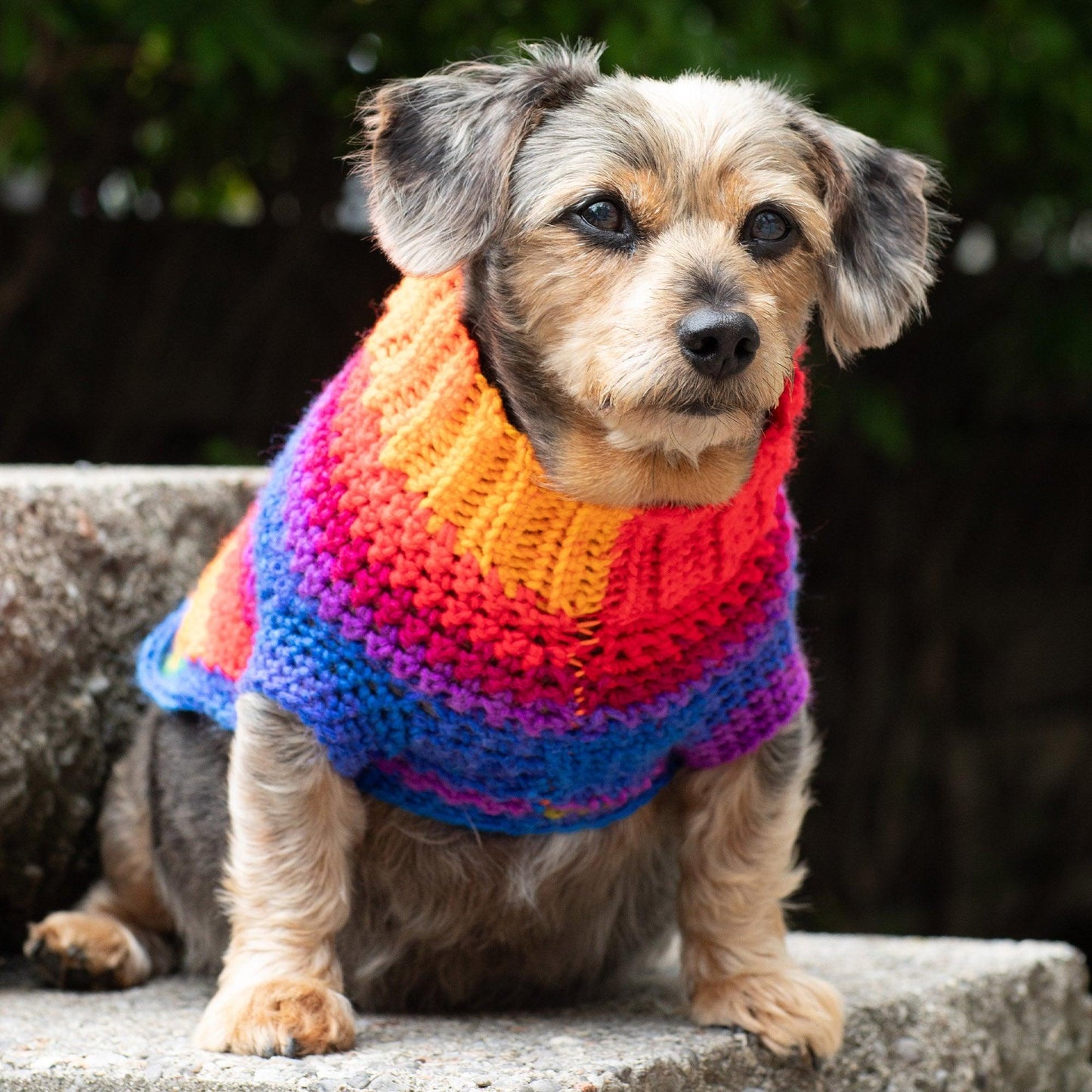 Red Heart Pup's Favorite Crochet Sweater